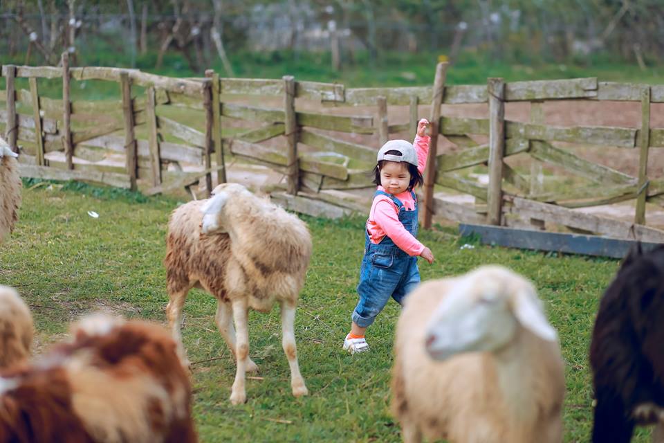 chụp ảnh cừu cho bé tại thảo nguyên hoa